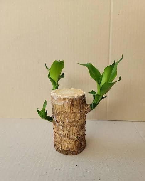 Lucky Wood, Home Plant Decorations