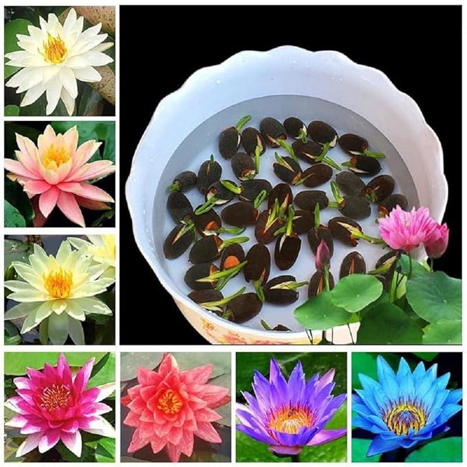 Lotus Seeds - Mini Dwarf Water Lotus Bowl Seeds for Planting (pack of 20)