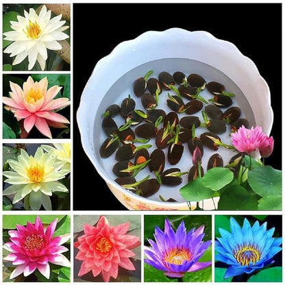 Lotus Seeds - Mini Dwarf Water Lotus Bowl Seeds for Planting (pack of 20)