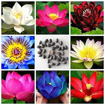 Lotus Seeds - Mini Dwarf Water Lotus Bowl Seeds for Planting (pack of 20)