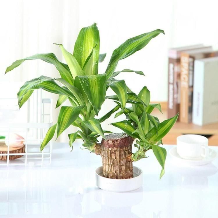 Lucky Wood, Home Plant Decorations