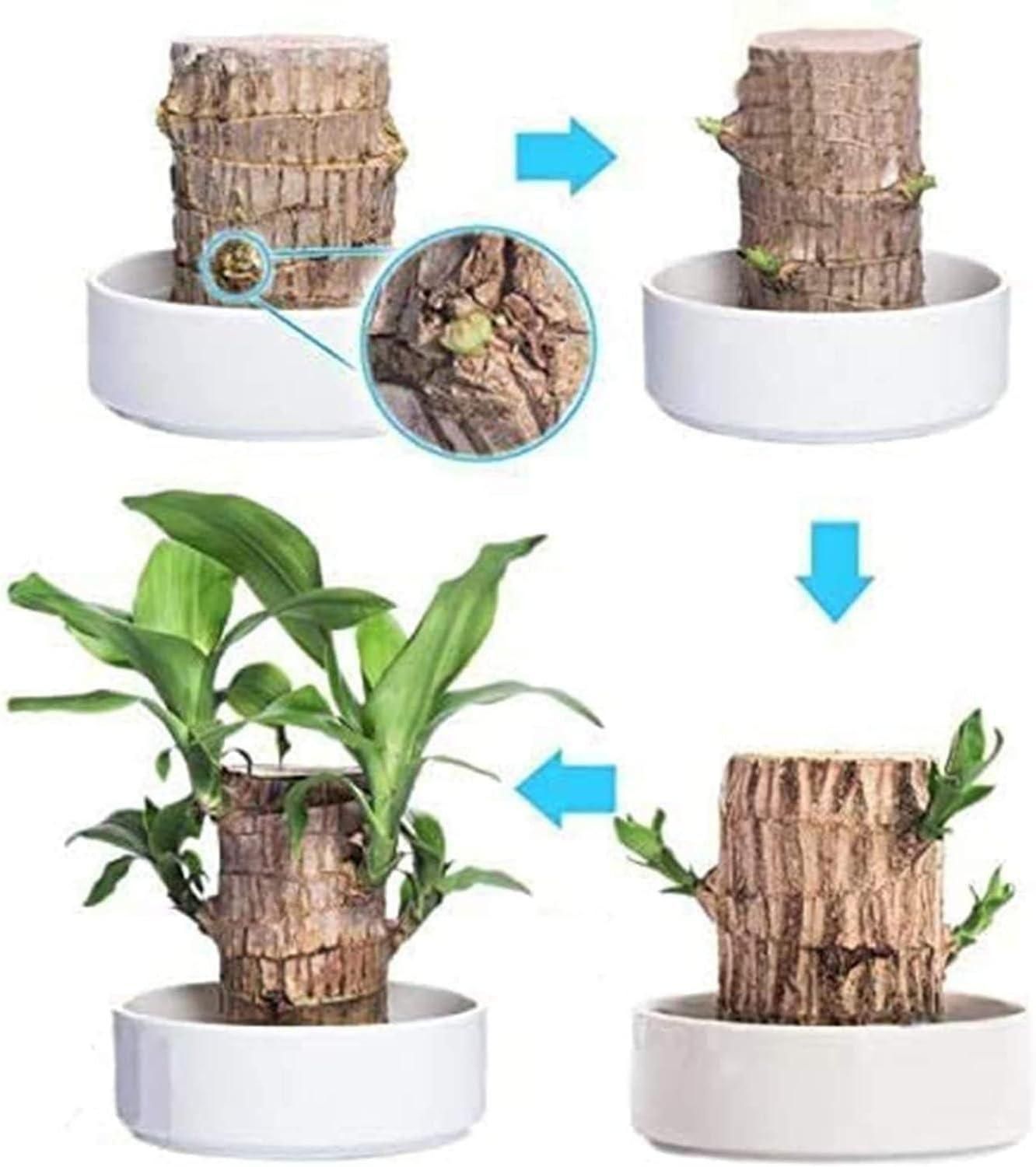 Lucky Wood, Home Plant Decorations