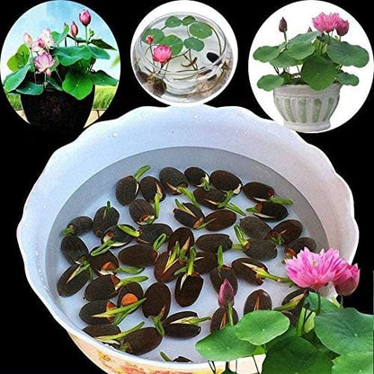 Lotus Seeds - Mini Dwarf Water Lotus Bowl Seeds for Planting (pack of 20)