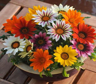 Gazania Multicolor Flower seeds Winter Special For Lawn Gardening (Pack of 50)