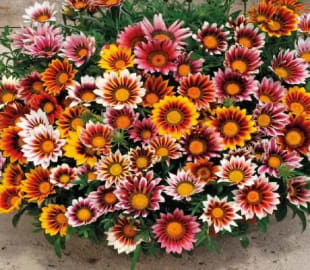 Gazania Multicolor Flower seeds Winter Special For Lawn Gardening (Pack of 50)