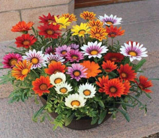 Gazania Multicolor Flower seeds Winter Special For Lawn Gardening (Pack of 50)